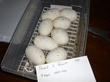 CIMG3147.jpg image by ActionReptiles